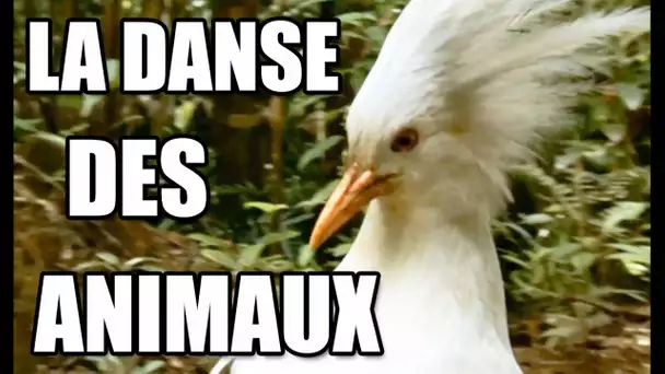 DANSE DES ANIMAUX // EPIC DANCING ANIMALS - ZAPPING SAUVAGE