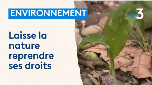 Démanteler les routes pour laisser la nature reprendre le dessus