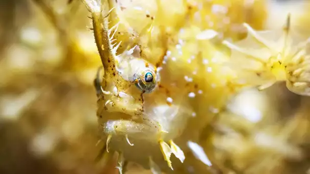 Le poisson qui ne savait pas nager - ZAPPING SAUVAGE