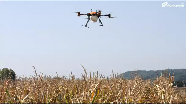 Des drones pour traiter les champs de maïs avec des trichogrammes