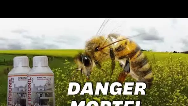 En Russie, les abeilles sont toutes en train de mourir et personne ne fait rien