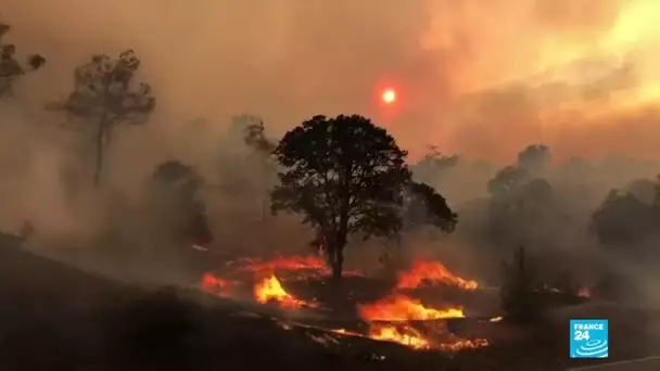 Incendies en Californie : des milliers d'hectares partis en fumée