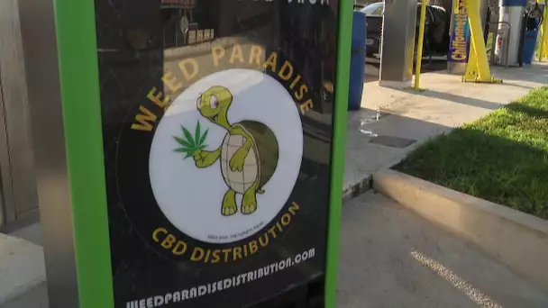 Cannabis : la France interdit la vente de feuilles de CBD