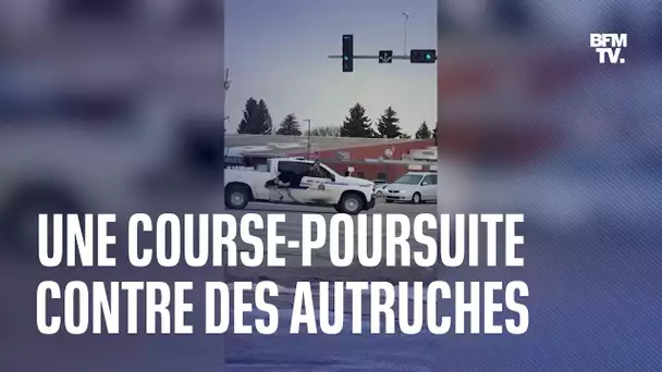 Une course-poursuite contre des autruches au Canada