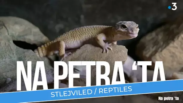 Na petra 'ta : Stlejviled / reptiles