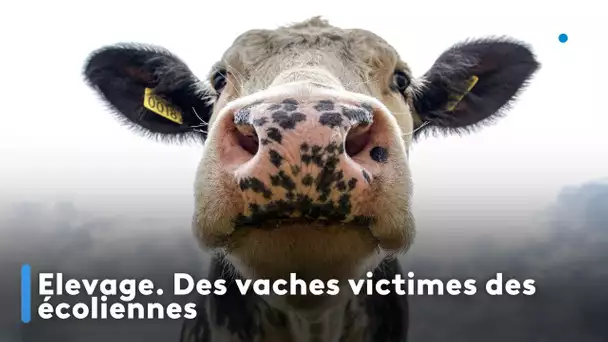 Elevage. Des vaches victimes des écoliennes