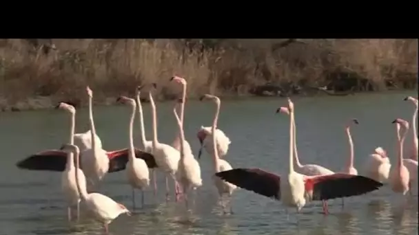 En Camargue, la parade des flamants roses