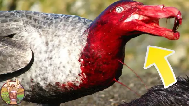 LES OISEAUX LES PLUS DANGEREUX DU MONDE!