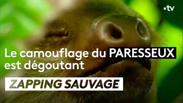 Le camouflage du paresseux est dégoutant - ZAPPING SAUVAGE