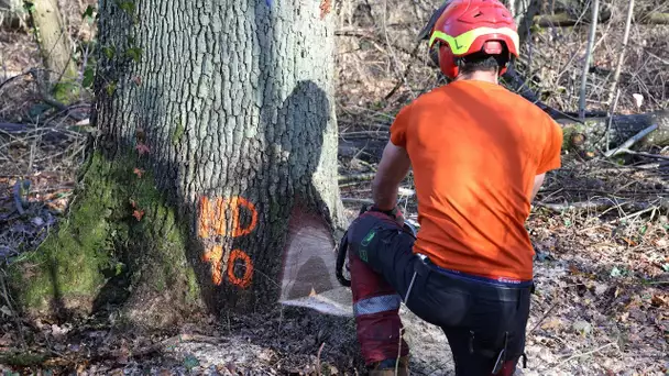 Forêt de Meudon : les premiers chênes abattus pour reconstruire la charpente de Notre-Dame de Pari