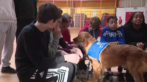 Silou, le chien du collège Dunant à Evreux, pour encourager la réussite scolaire