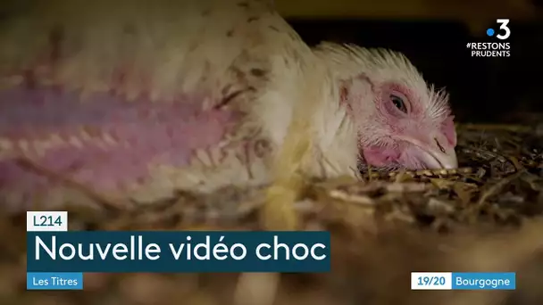 Yonne : vidéo choc de l'association L214 contre un élevage de poulets