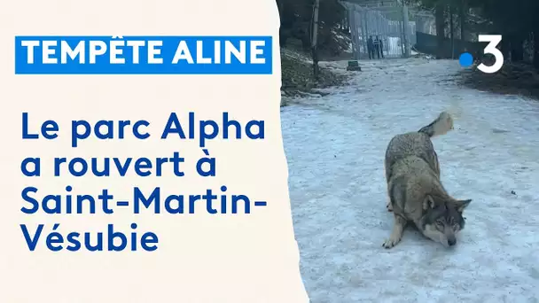 Le parc Alpha rouvre trois mois après le passage de la tempête Aline