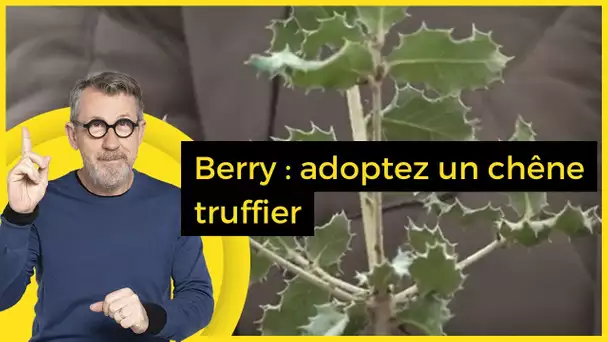 Berry : adoptez un chêne truffier - C Jamy