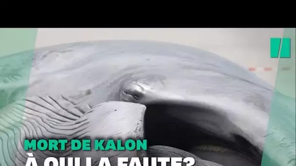 Kalon le rorqual est mort, pouvait-on l'éviter?