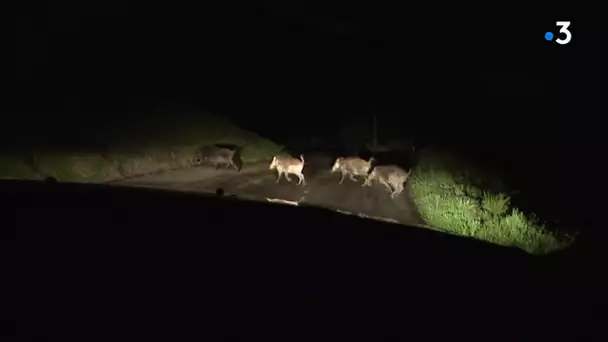 Déconfinement : un risque de collisions routières avec la faune sauvage