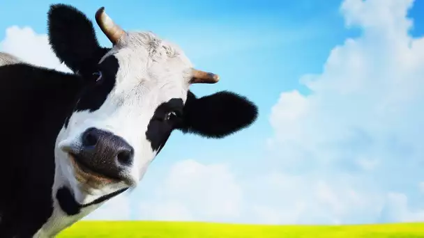 Les animaux de la ferme : La vache