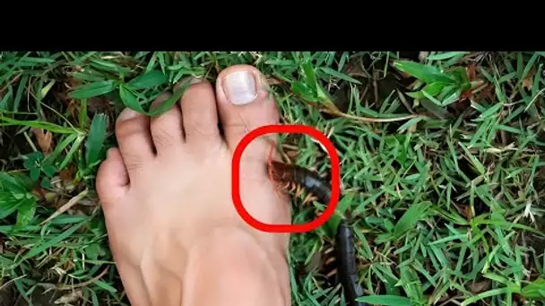 Cet insecte mortel nous a piqué ( Les insectes les plus dangereux du monde )