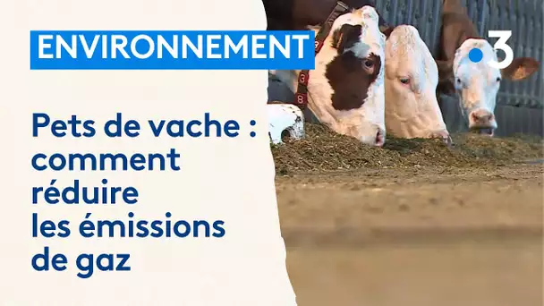 Pets de vache : comment réduire les émissions de gaz ?