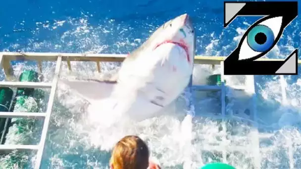 [Zap Net] Un requin blanc force une cage d'observation ! (25/08/21)