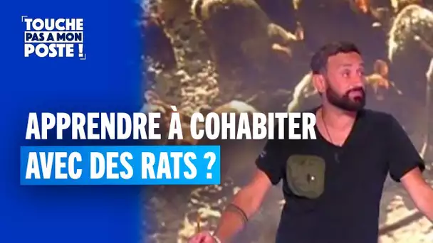 Rats à Paris : un groupe de travail mis en place pour que les Parisiens cohabitent avec eux !