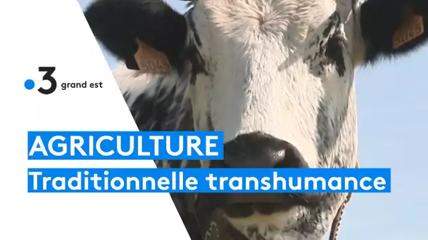 La tradition de la transhumance vers les pâturages d'altitude pour les marcaires et leurs vaches