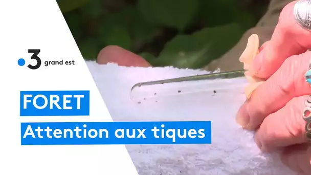 Tiques : ces acariens qui gâchent nos balades en forêt