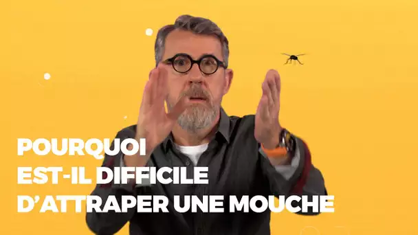 Pourquoi est-il difficile d'attraper une mouche 🪰 ? #LaMinuteJamy