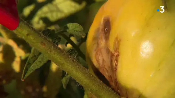 Canicule Hérault : les fruits et légumes souffrent de coups de soleil, les maraîchers sont inquiets