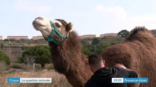 A Marseille, le cirque animalier Benzini n’est pas le bienvenu