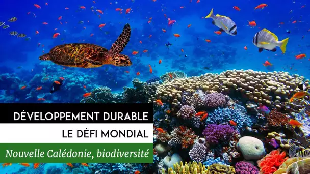 Développement durable, le défi mondial - Nouvelle-Calédonie, la biodiversité