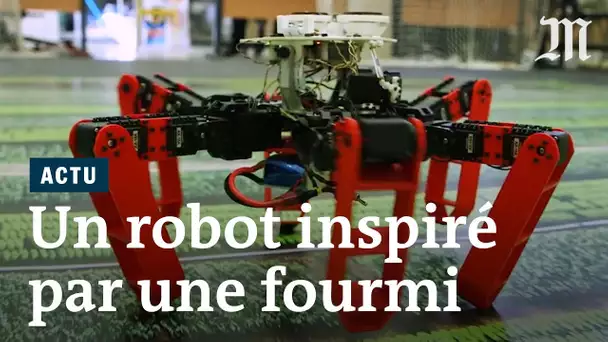 AntBot, un robot inspiré par des fourmis du désert