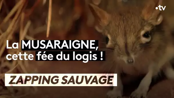 Cette musaraigne est une véritable fée du logis - ZAPPING SAUVAGE