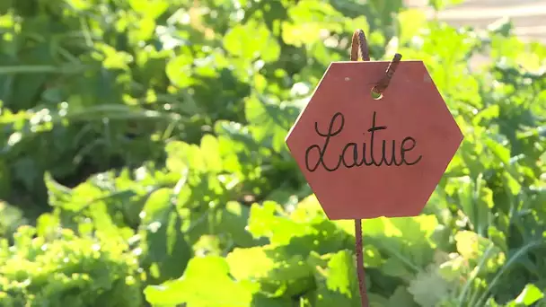 Potager et Compagnie, une entreprise qui a pour but de développer les potagers bios dans le Var