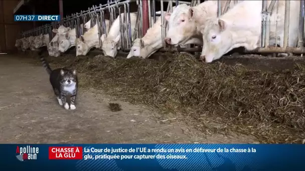 La France ne fait pas assez de prévention pour aider les agriculteurs en détresse