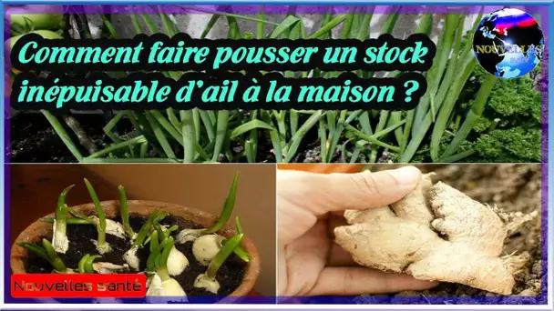 Comment faire pousser un stock inépuisable d’ail à la maison ?|Nouvelles24h