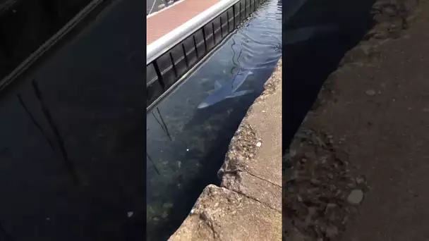 Requin filmé dans le port de Sète (Hérault)