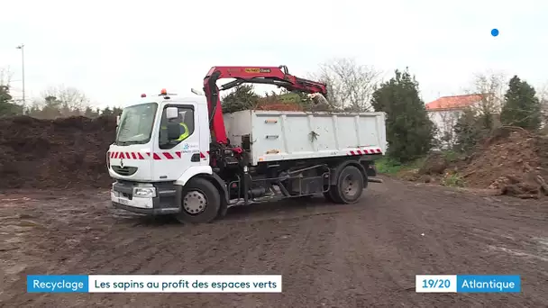 La Rochelle : recyclage des sapins de Noël