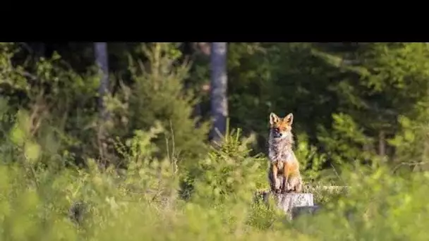 Haut-Rhin : Un renard au comportement atypique attaque humains et animaux de compagnie
