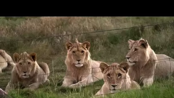 Une usine à lions