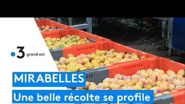 Mirabelles : la saison est lancée et les volumes sont au rendez-vous