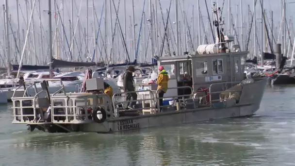 Des scientifiques analysent les espèces de zooplanctons dans le port de La Rochelle