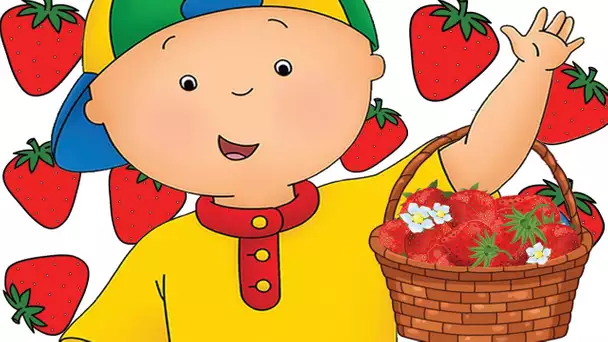 Caillou FRANÇAIS - Caillou cueille des fraises | conte pour enfant |  dessin animé en entier