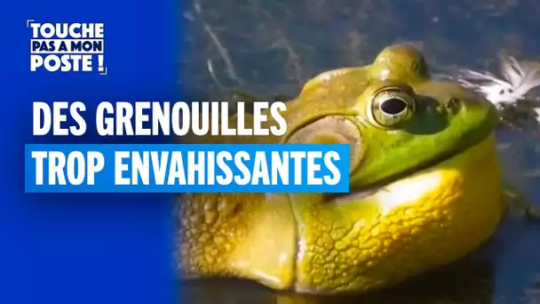 Des grenouilles comestibles ?