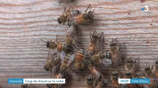 Les abeilles aussi souffrent de la canicule et de la sécheresse