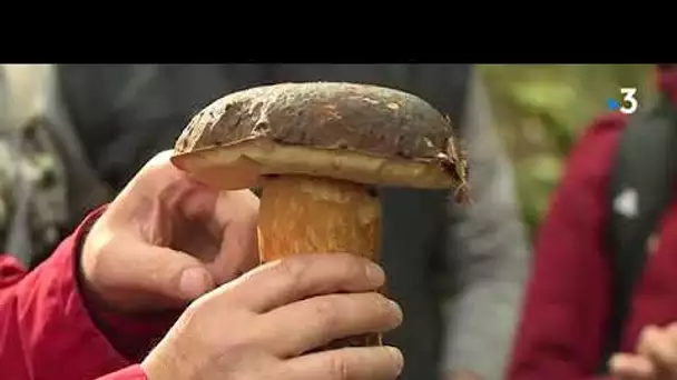 Béarn: à la découverte des champignons