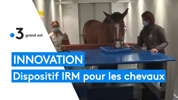 Innovation : un dispositif IRM pour les chevaux