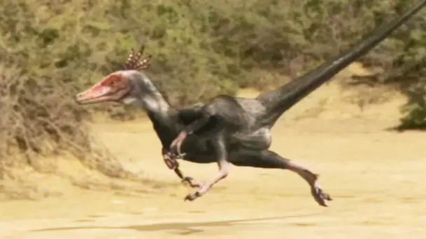 Vélociraptor : la machine de guerre - ZAPPING SAUVAGE
