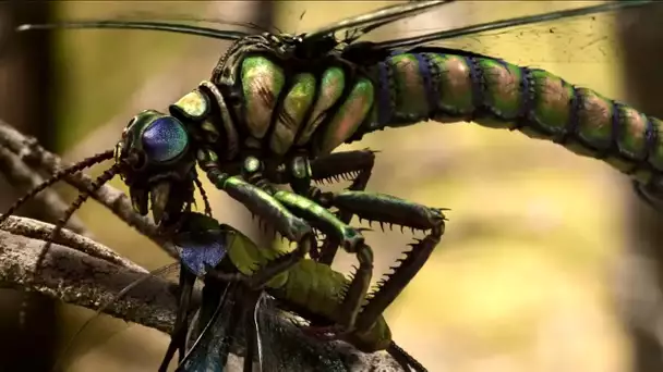 Les mondes perdus : qui a tué les insectes géants ?
