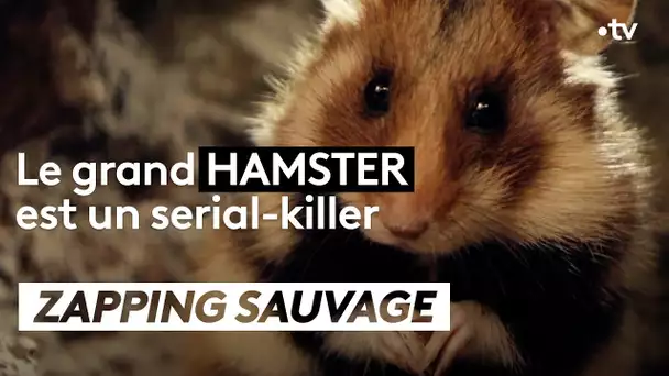 Le grand hamster est un serial killer - ZAPPING SAUVAGE